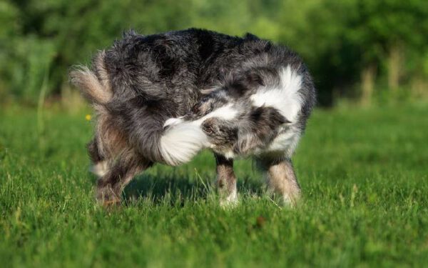 Por que os cachorros perseguem o próprio rabo?