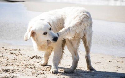 por-que-os-cachorros-perseguem-o-proprio-rabo