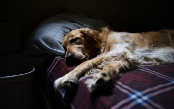 Qual o melhor lugar para o cachorro dormir?