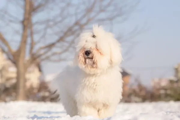 Raças de cachorro branco