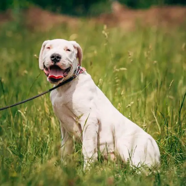 Raças de cachorro branco