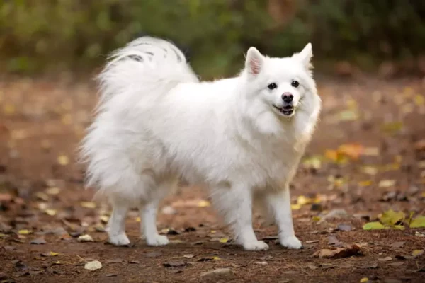 Raças de cachorro branco