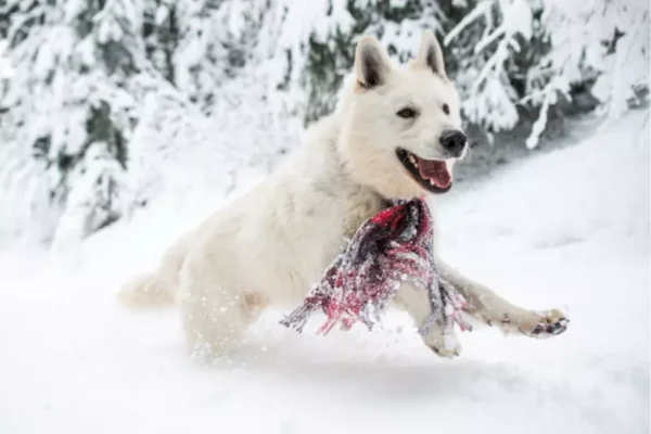 Raças de cachorro branco