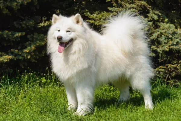 Raças de cachorro branco