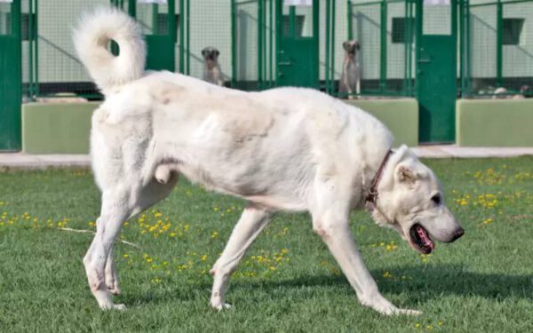 Raças de cachorro branco