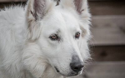 09 raças de cachorro branco