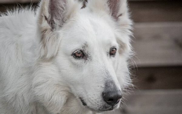 Raças de cachorro branco