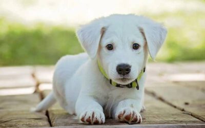 recolher-e-descartar-o-coco-dos-cachorros-por-que-isso-e-tao-importante