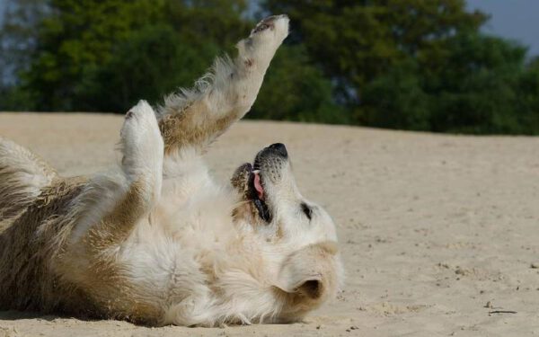 Recolher e descartar o cocô dos cachorros: por que isso é tão importante?