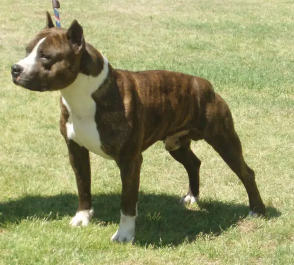 Tipos de pitbull - Conheça as diferenças Tipos de pitbull - Conheça as diferenças