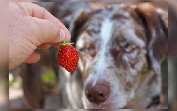 Cachorro pode comer morango?