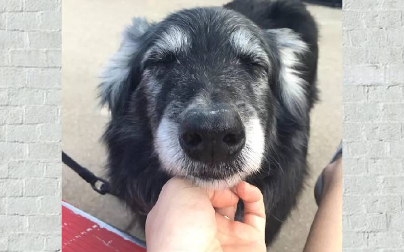 adoráveis cachorros idosos, vivendo seus melhores dias