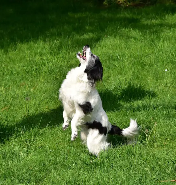 Como ensinar o cachorro a curvar-se