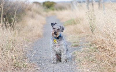 Como-os-cachorros-encontram-o-caminho-para-casa