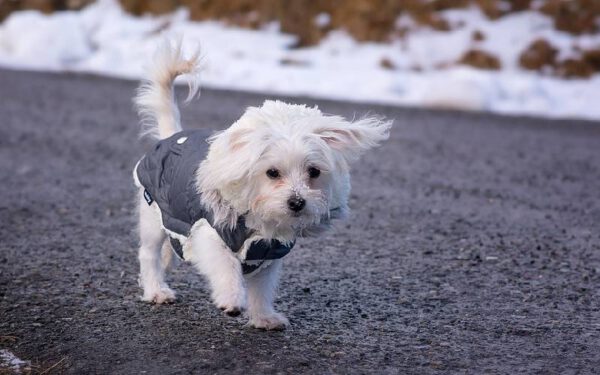 dicas para ensinar o cachorro a passear sem a guia