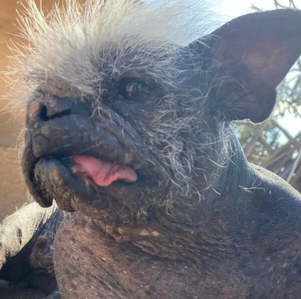 O cachorro mais feio do mundo