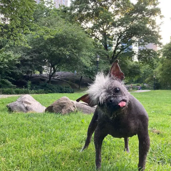 O cachorro mais feio do mundo