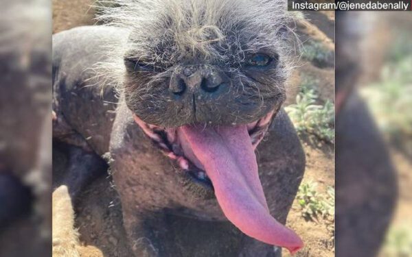 O cachorro mais feio do mundo