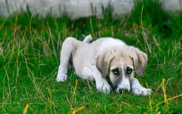 O que dar para cachorro vomitando?