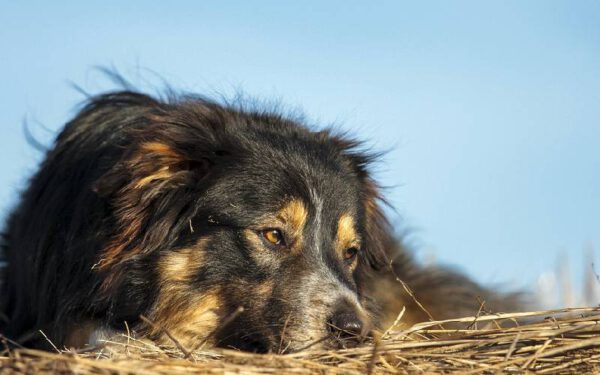 O que é bom para sarna de cachorro?