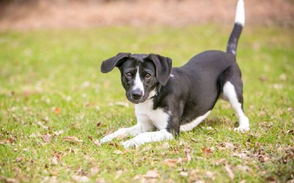 O que o rabo do seu cachorro está te dizendo?