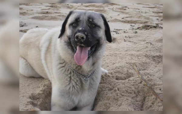 Por que alguns cães gostam tanto de cavar?