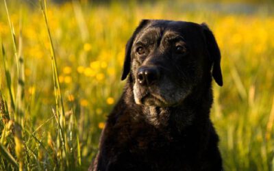 Sonhar-com-cachorro-preto-qual-o-significado