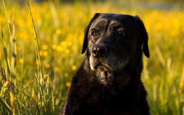 Sonhar com cachorro preto: qual o significado?