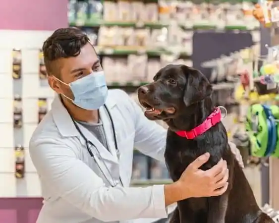 Cachorro com manchas vermelhas na pele - o que pode ser?