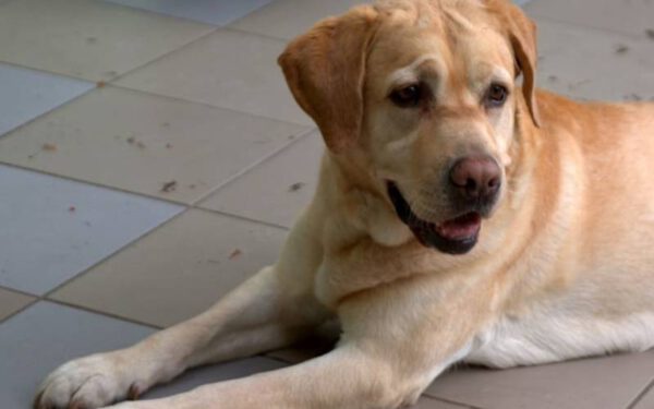 Cachorro com manchas vermelhas na pele - o que pode ser?