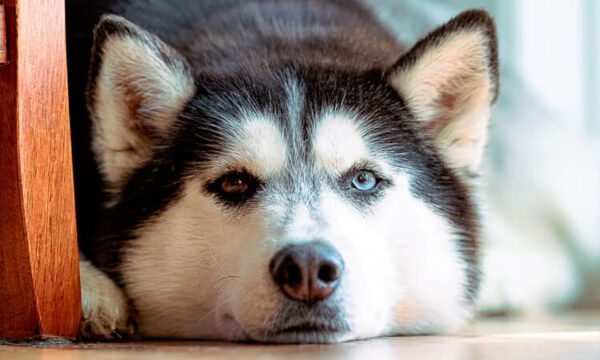 Cachorro engasgado: o que fazer?