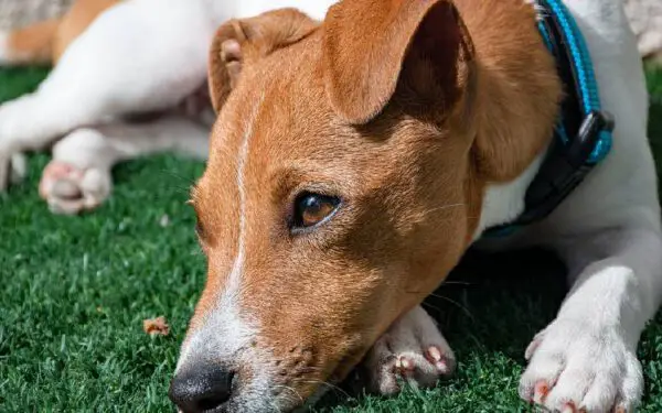 Cachorro engasgado: o que fazer?