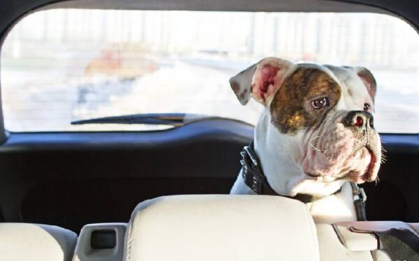 Cachorro no carro: como transportar com segurança