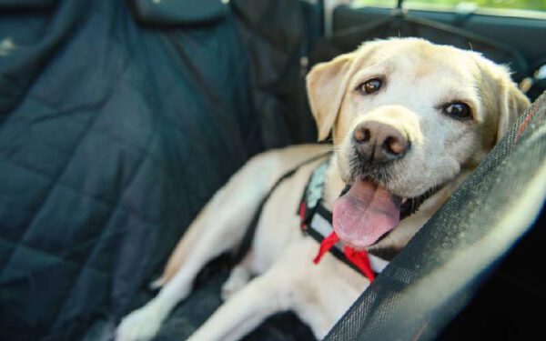 Cachorro no carro: como transportar com segurança