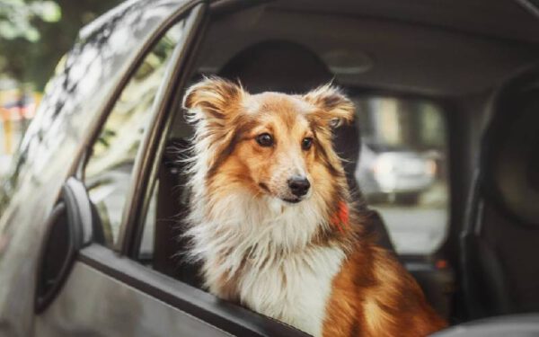 Cachorro no carro: como transportar com segurança
