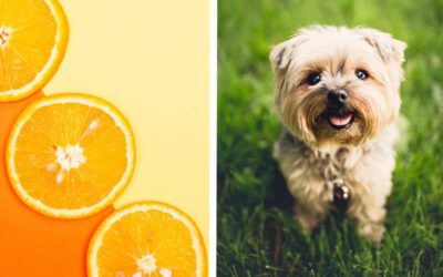 Cachorro pode comer laranja?