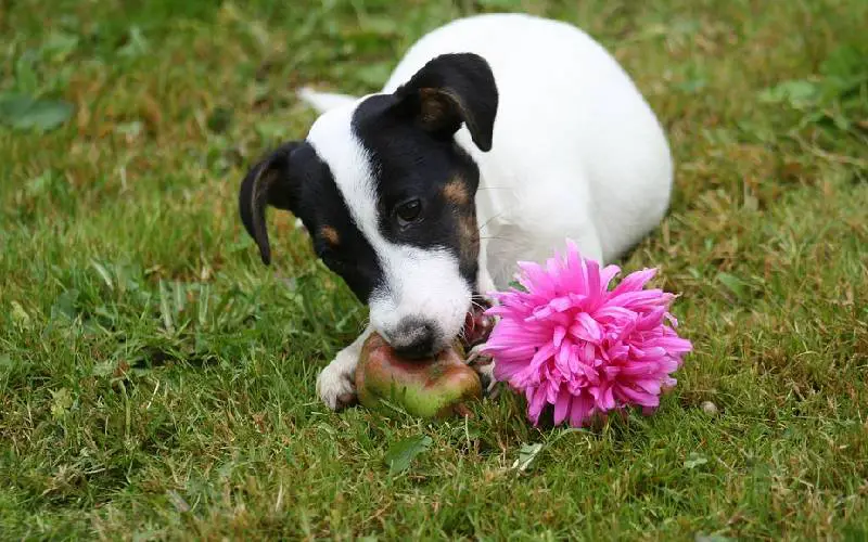 Cachorro pode comer pera? cachorro-pode-comer-pera