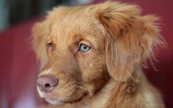 Cachorro sem fome: o que está acontecendo?