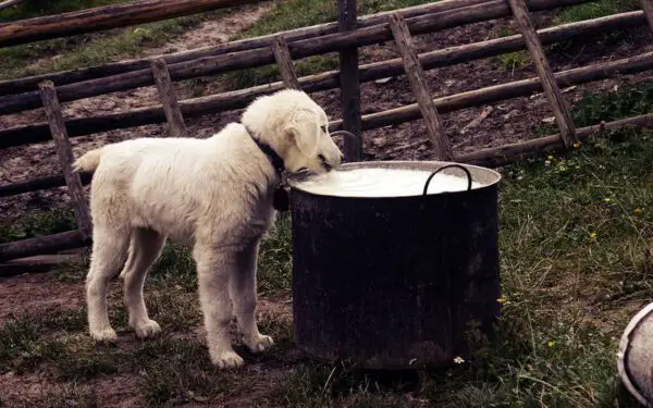 Cachorro sem fome: o que está acontecendo?