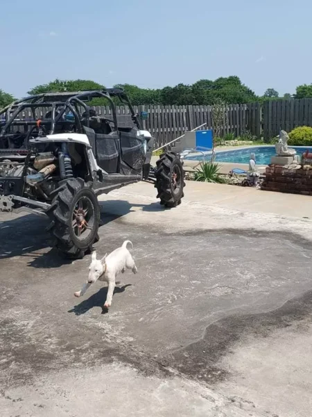 cachorros curtindo a vida