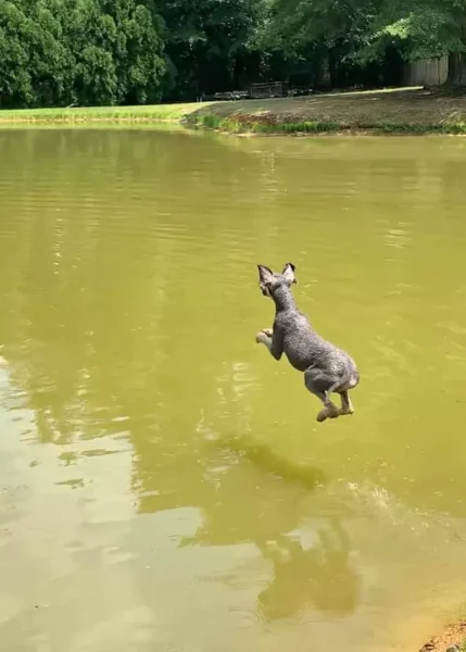 cachorros curtindo a vida