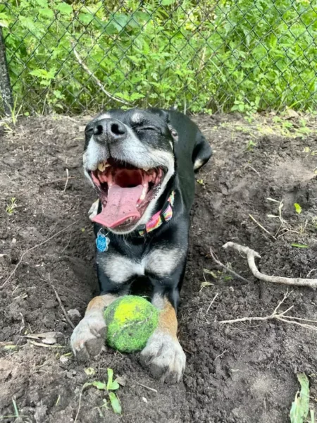 cachorros curtindo a vida