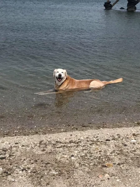 cachorros curtindo a vida