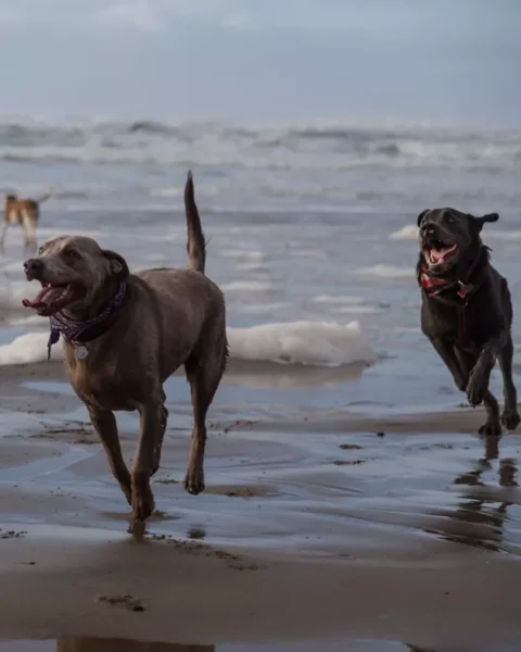 cachorros-curtindo-a-vida-a-beira-mar