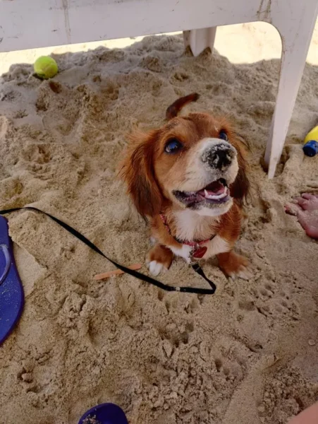 cachorros-curtindo-a-vida-a-beira-mar