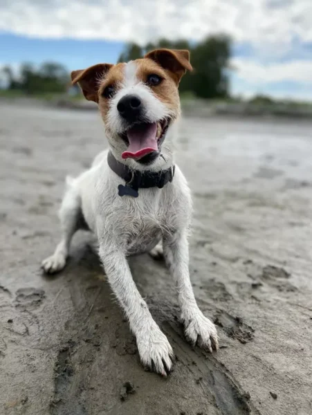 cachorros-curtindo-a-vida-a-beira-mar