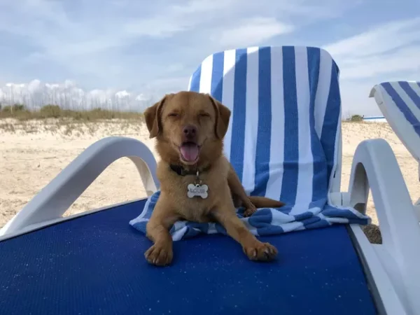 cachorros-curtindo-a-vida-a-beira-mar