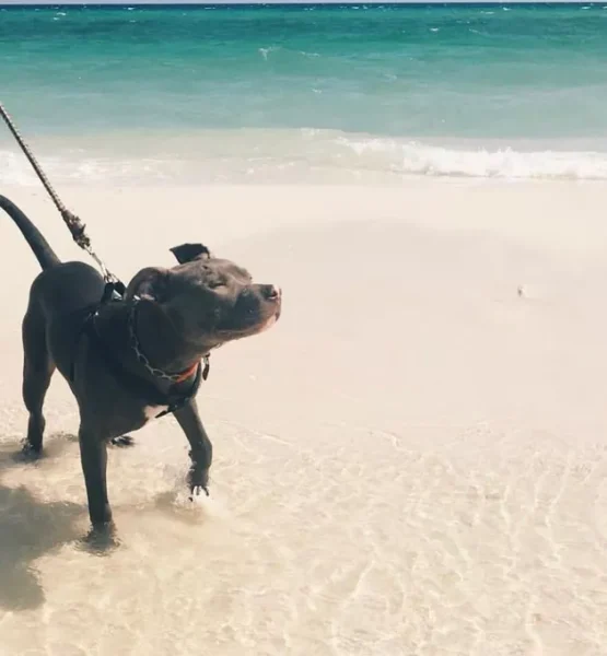 cachorros-curtindo-a-vida-a-beira-mar