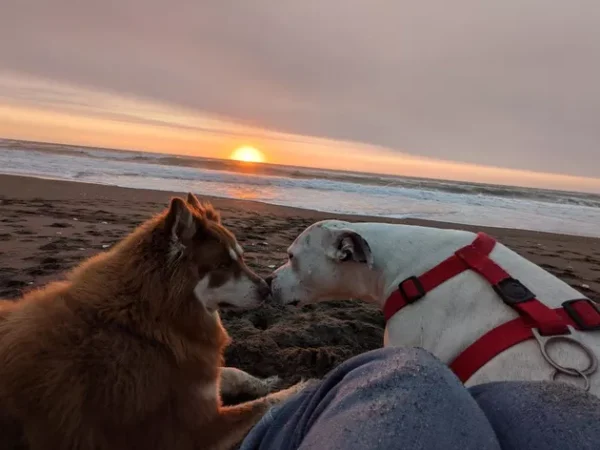 cachorros-curtindo-a-vida-a-beira-mar