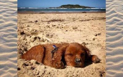22 cachorros curtindo a vida à beira-mar